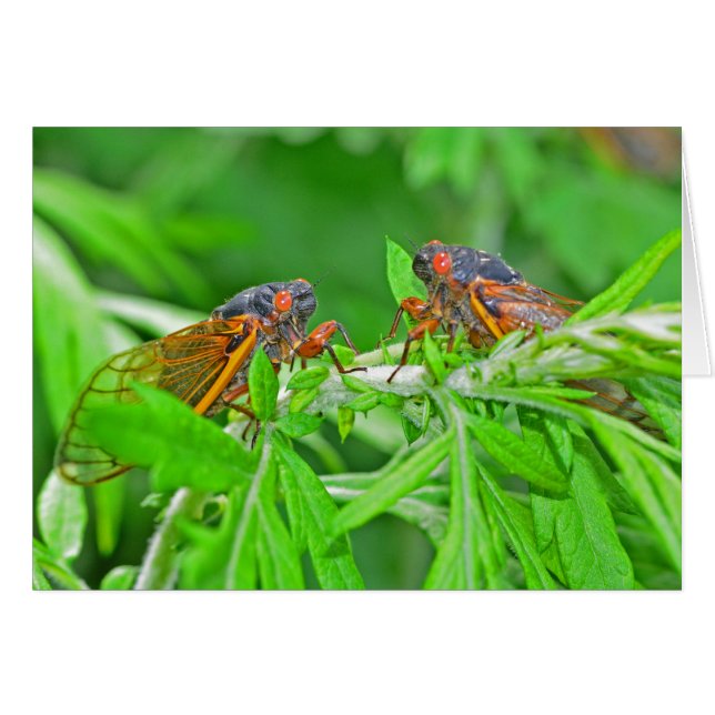 DSC_3480ps.jpg Hälsningskort (Framsidan Horizontal)