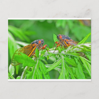 DSC_3480ps.jpg Vykort