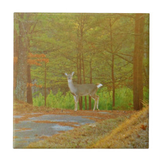 DSCF4041.JPG KAKELPLATTA