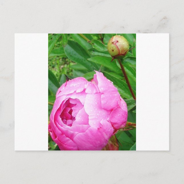 DSCI0964.JPG VYKORT (Framsida)