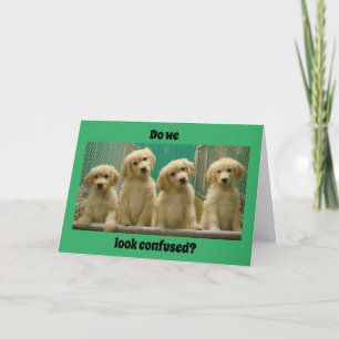 DU ÄR "16" SJÄLVSTÄNDIGA PUPPIES? Kort