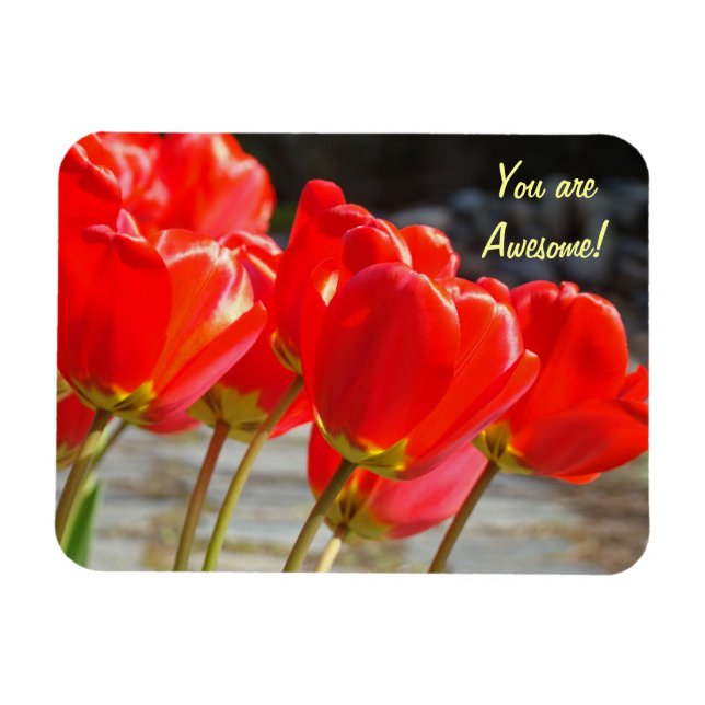 Du är fantastisk! magnet Röda Tulpaner Blommor (Horisontell)