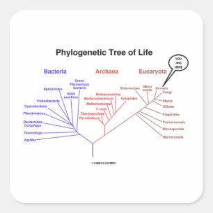 Du är här PhyloGene Livets träd (biologi) Fyrkantigt Klistermärke