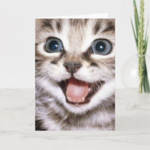 Du är kattens mal! Roligt kattkort