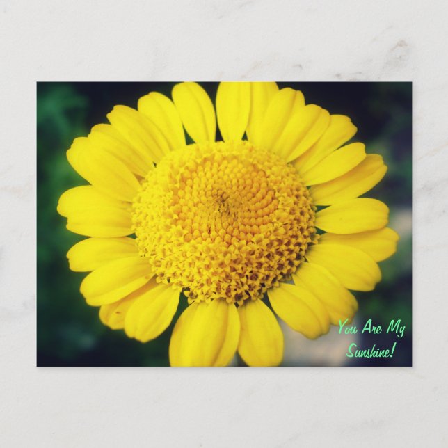 Du är min solsken! vykort (Framsida)