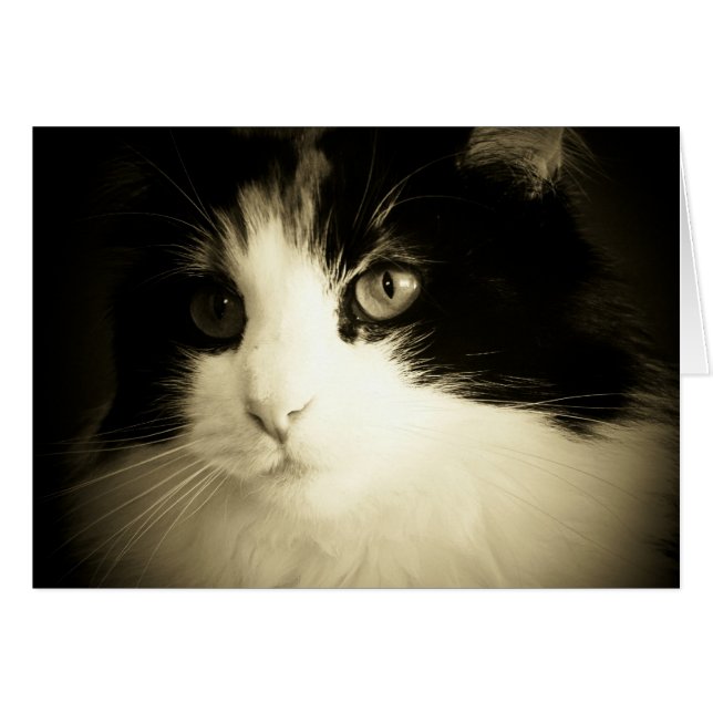Du hade mig på Meow kortet Hälsningskort (Framsidan Horizontal)