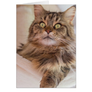 Du har min uppmärksamhet! - Maine Coon cat-kort Hälsningskort