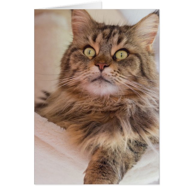 Du har min uppmärksamhet! - Maine Coon cat-kort Hälsningskort (Framsidan)