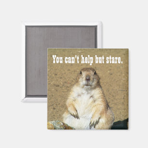 "Du kan inte hjälpa till, men Stare" Prairie Hund Magnet