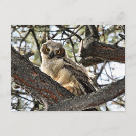 Du Kärlek My Ögon? -Vykort Vykort