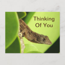 Du Lämnar Reptile Gecko-Vänskap