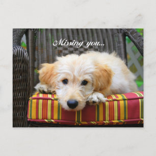 Du saknar Golden Doodle-vykort Vykort
