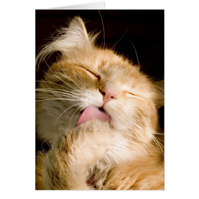 Du tänker på att du ska göra ett matfoto av maine  hälsningskort (Framsidan)