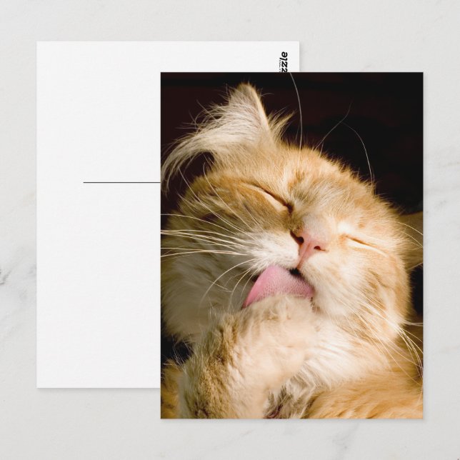 Du tänker på ett nära foto av maine Coon Vykort (Fram/baksida)
