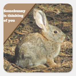 Du tänker på Humor Brown Bunny Photo Animal Fyrkantigt Klistermärke