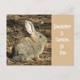 Du tycker om Vild Brown Bunny. Vykort