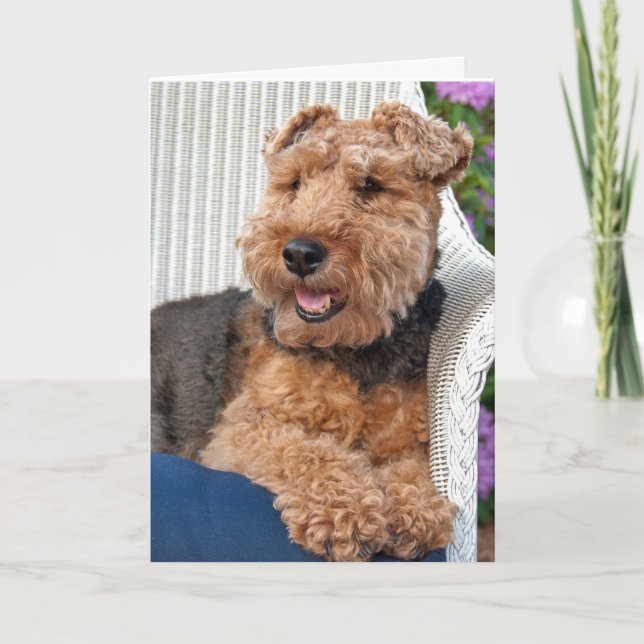 Du-Welsh Terrier på korgstol Kort (Framsida)