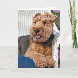 Du-Welsh Terrier på korgstol Kort