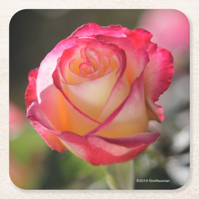 Dubbel fröjd steg underlägg papper kvadrat (Framsidan)