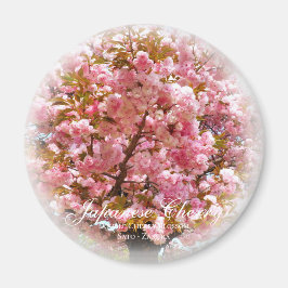 Dubbel körsbärsblom: Sato-zakura Magnet