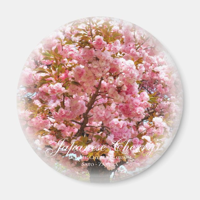 Dubbel körsbärsblom: Sato-zakura Magnet (Framsidan)