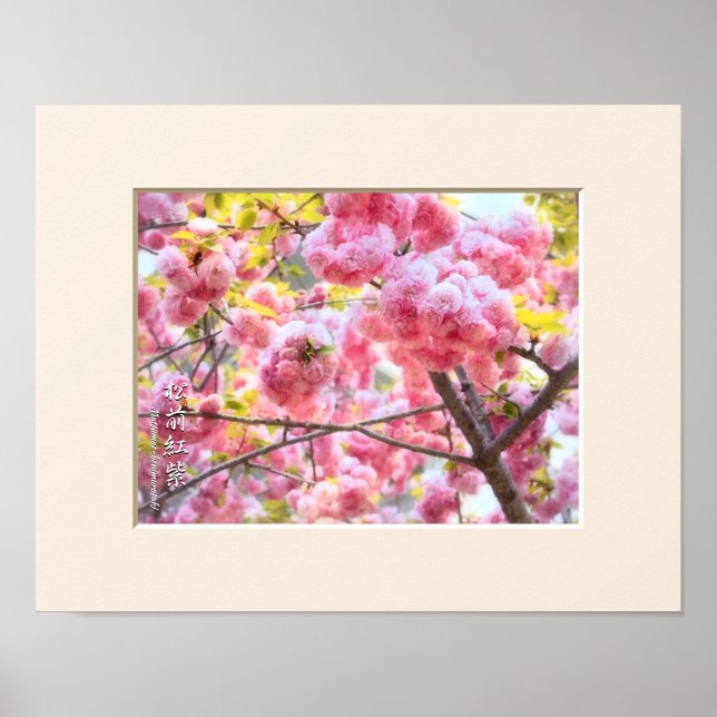 Dubbel körsbärsblomning: Matsumae-benimurasaki Poster (Framsidan)