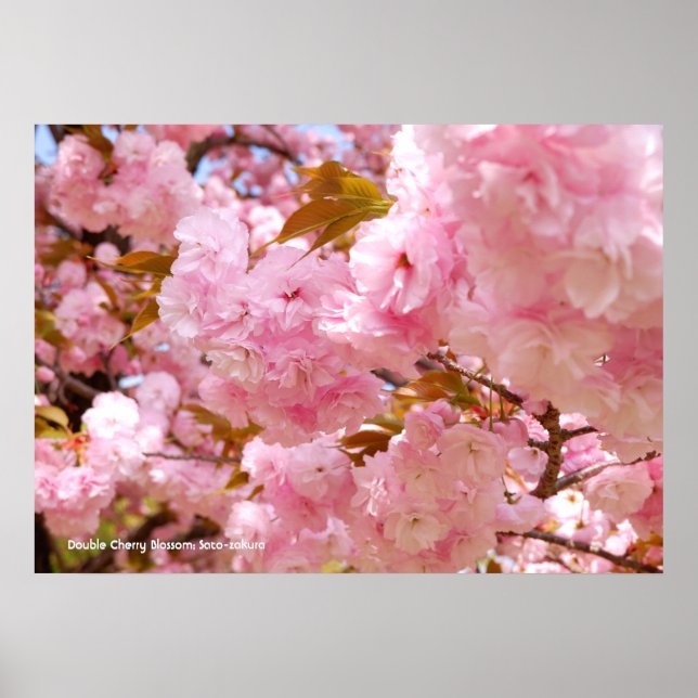 Dubbel Körsbärsblomning Poster (Framsidan)