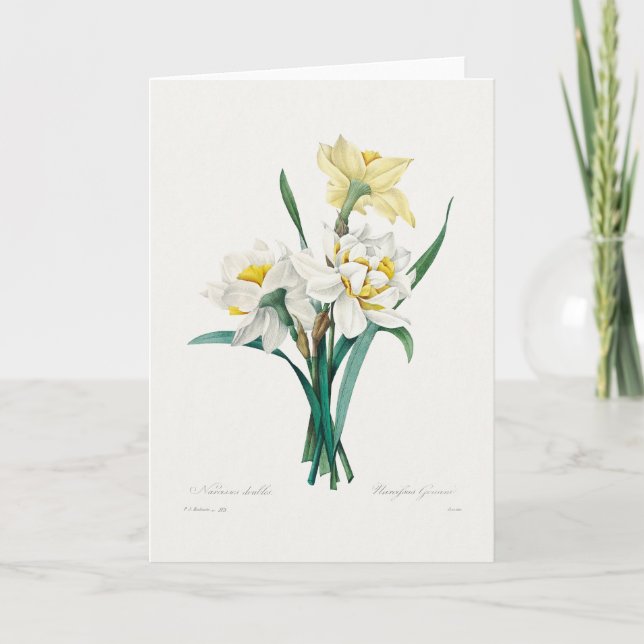 Dubbel narciss, Pierre-Joseph Redouté, 1827 Kort (Framsida)