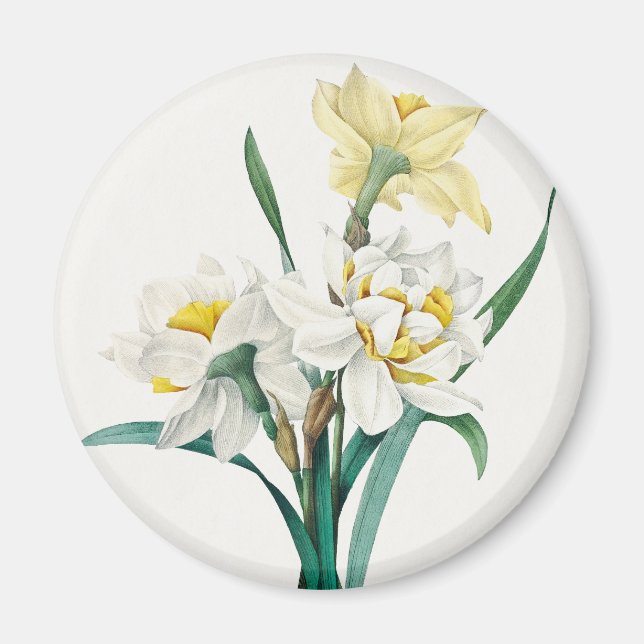 Dubbel narciss, Pierre-Joseph Redouté, 1827 Magnet (Framsidan)