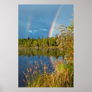 Dubbel regnbåge - björk sjöaffisch poster