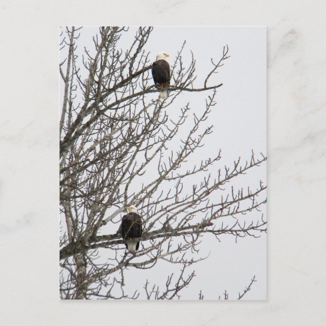 Dubbelörn Vykort (Framsida)