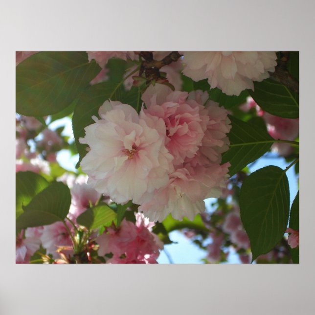 Dubbelt blommande körsbärsträd I vårblomma Poster (Framsidan)