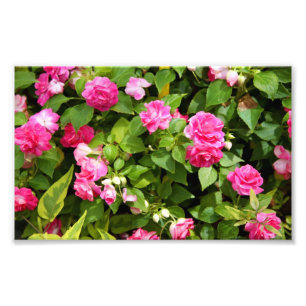 Dubbelt Impatiens fototryck
