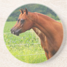 Dubbla avbildar kustfartyget för BOGO Colts