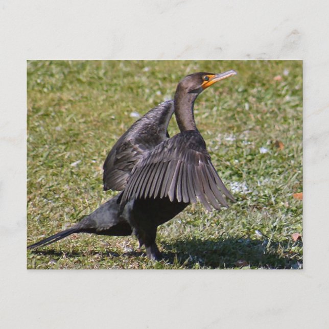 Dubbla - belagt fotopapport för skarv vykort (Framsida)