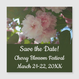 Dubbla Blossoming Cherry Träd I Vår Blommigt