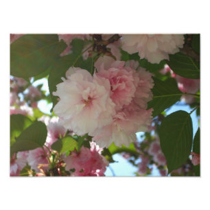 Dubbla Blossoming Cherry Träd I Vår Blommigt Fototryck