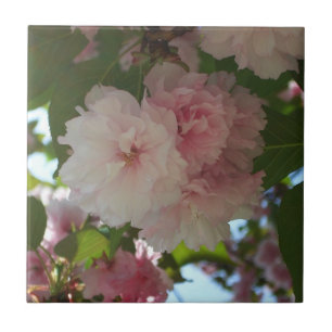 Dubbla Blossoming Cherry Träd I Vår Blommigt Kakelplatta