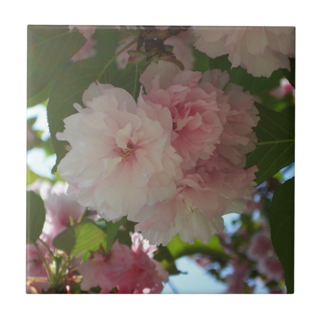 Dubbla Blossoming Cherry Träd I Vår Blommigt Kakelplatta (Framsidan)