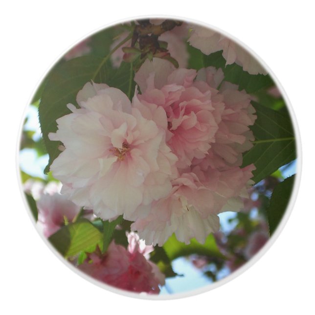 Dubbla Blossoming Cherry Träd I Vår Blommigt Knopp (Framsidan)