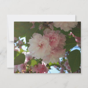 Dubbla Blossoming Cherry Träd I Vår Blommigt Kort