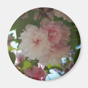 Dubbla Blossoming Cherry Träd I Vår Blommigt Magnet