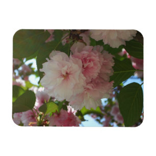 Dubbla Blossoming Cherry Träd I Vår Blommigt Magnet