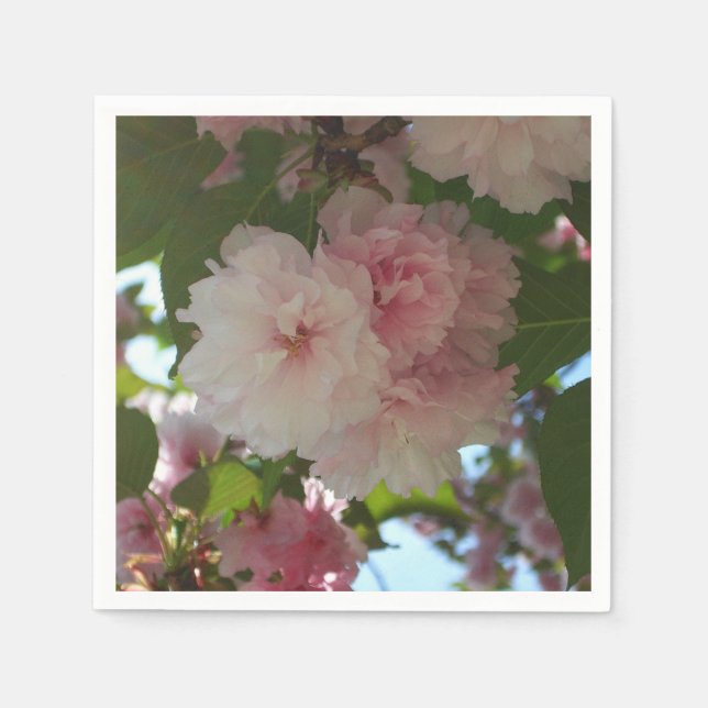 Dubbla Blossoming Cherry Träd I Vår Blommigt Pappersservett (Framsidan)