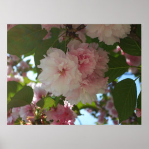Dubbla Blossoming Cherry Träd I Vår Blommigt Poster