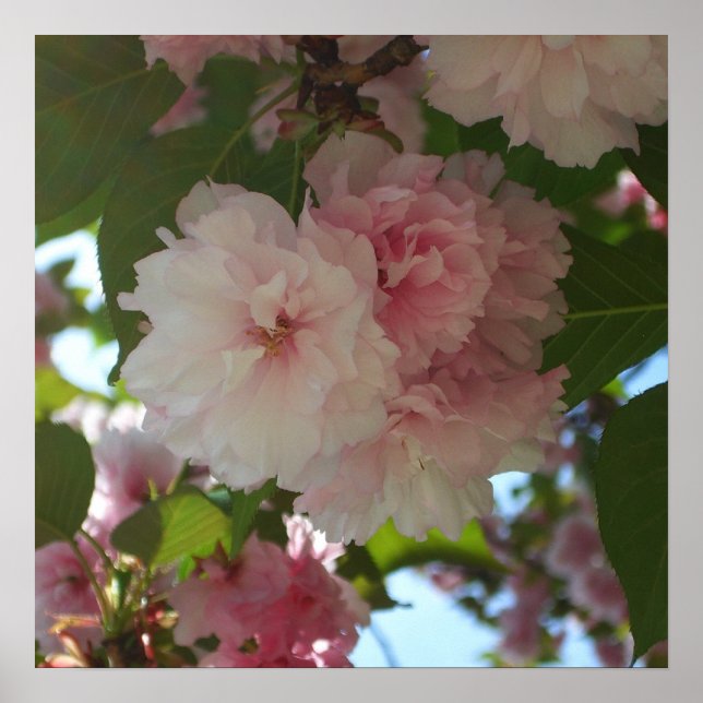 Dubbla Blossoming Cherry Träd I Vår Blommigt Poster (Framsidan)