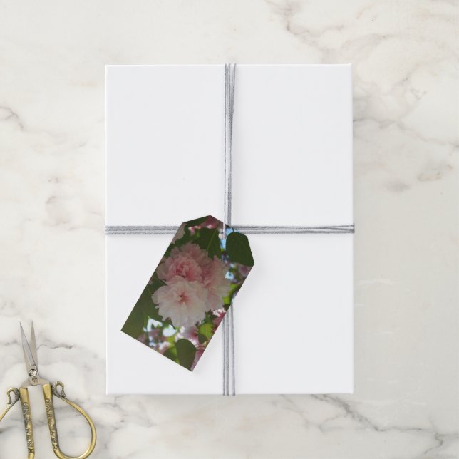 Dubbla Blossoming Cherry Träd I Vår Blommigt Presentetikett (Med Snöre)