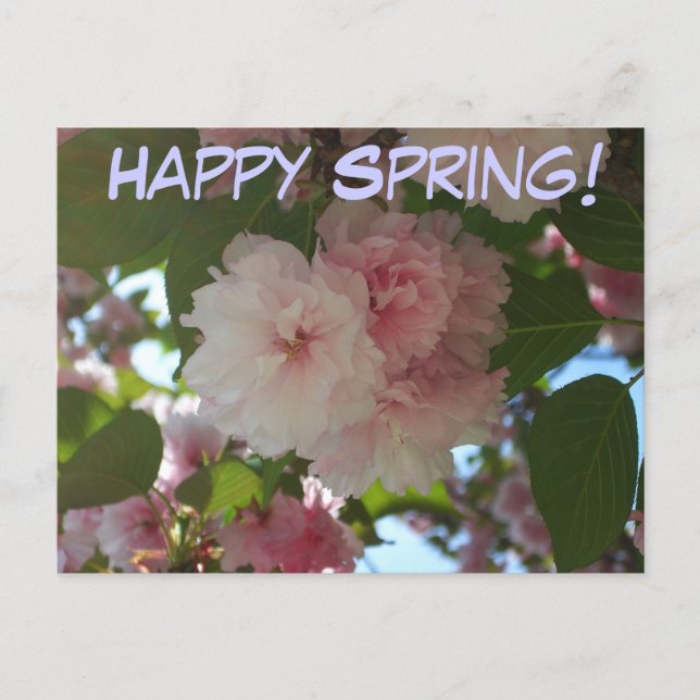 Dubbla Blossoming Cherry Träd I Vår Blommigt Vykort (Framsida)