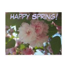 Dubbla Blossoming Cherry Träd I Vår Blommigt