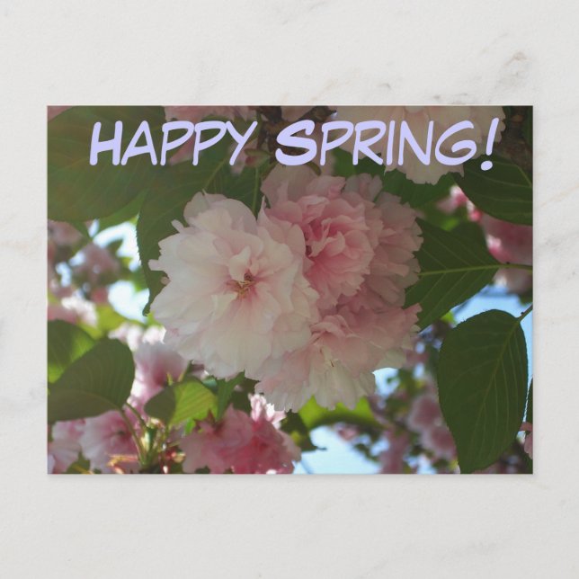 Dubbla Blossoming Cherry Träd I Vår Blommigt Vykort (Framsida)